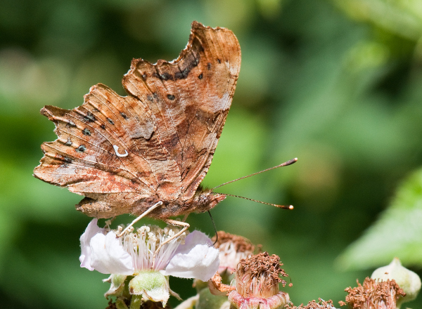 Robert-le-Diable (Polygona c-album) &copy; J.-J. Carlier